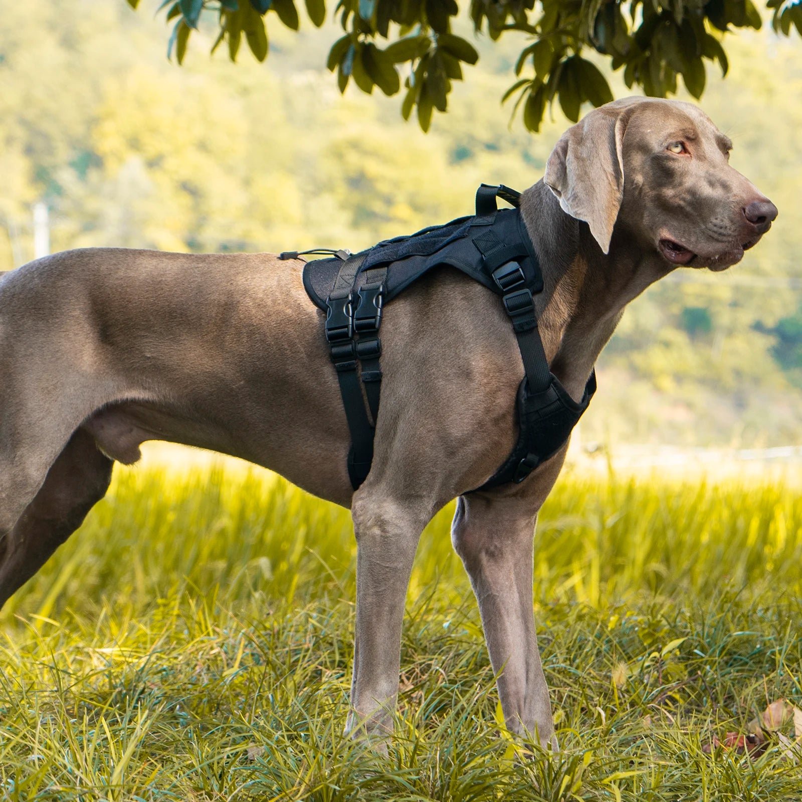 Tactical Dog Harness & Chest Strap